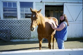 Doing Therapeutic Touch on a horse.
