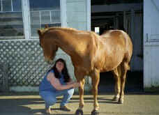 Horse receiving therapeutic Touch to his legs